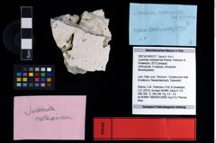 NHMW-GEO-2007z0149-0372_Ol_03.tifJuracrista costaspinosa (Robins, Feldmann & Schweitzer, 2012)  (NHMW-GEO-2007z0149-0372)